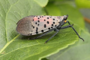 adult-spotted-lanternfly-side-view5ea222e9ca856